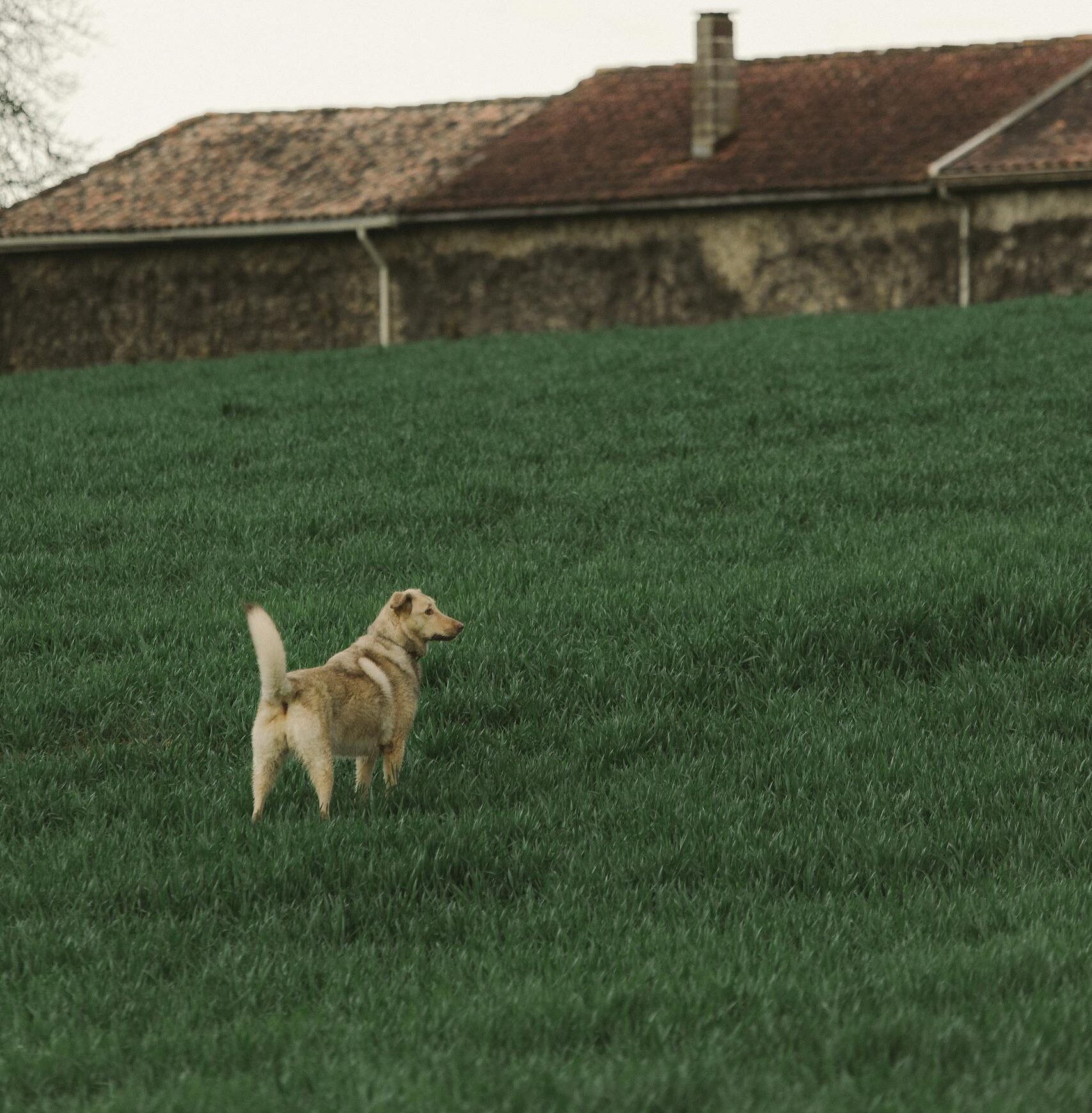 A Labrador retriever stands in a lush green field near a rustic farmhouse, offering a tranquil rural scene.