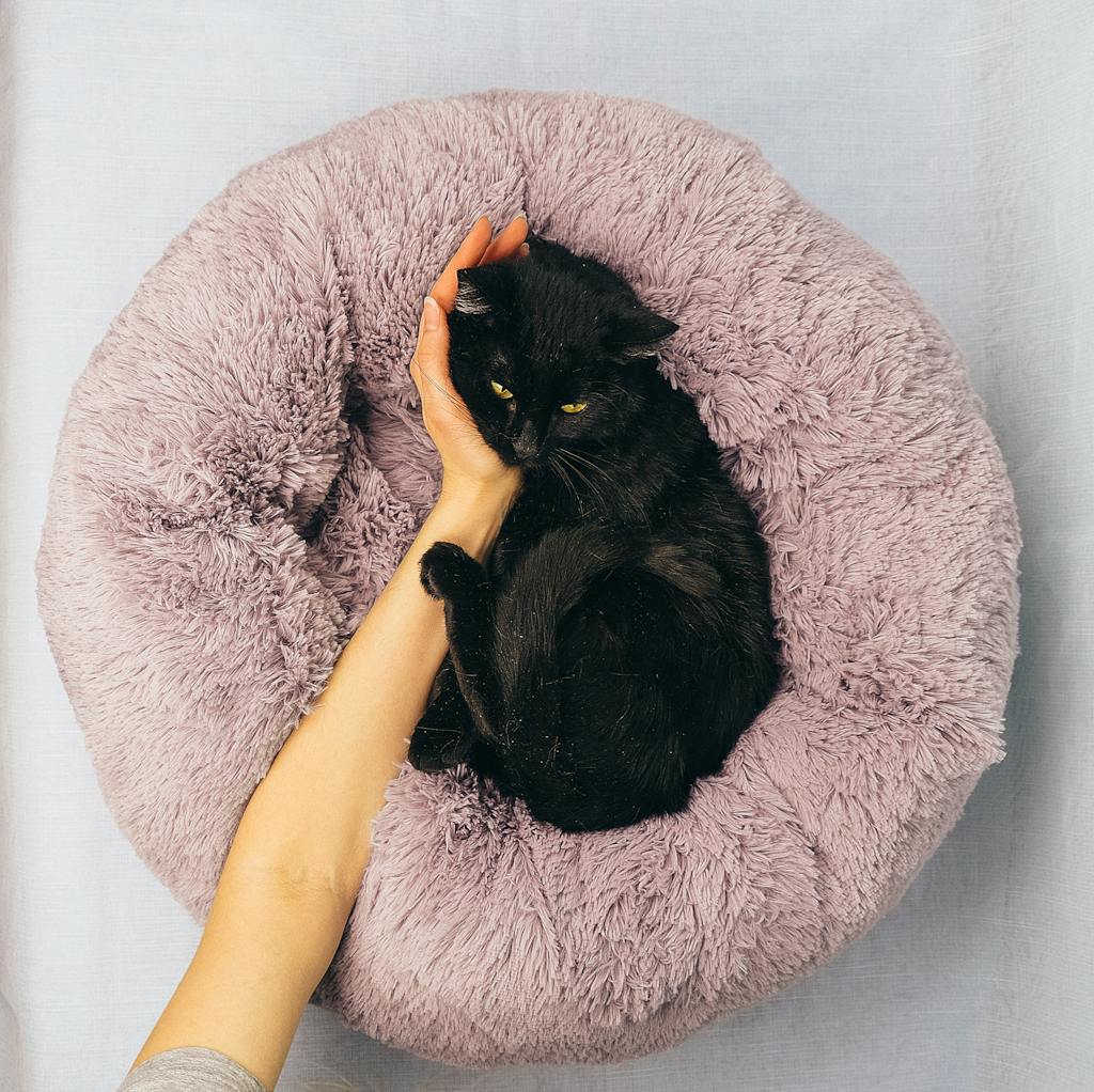 A serene black cat resting in a fluffy pet bed while being gently petted by a human hand.
