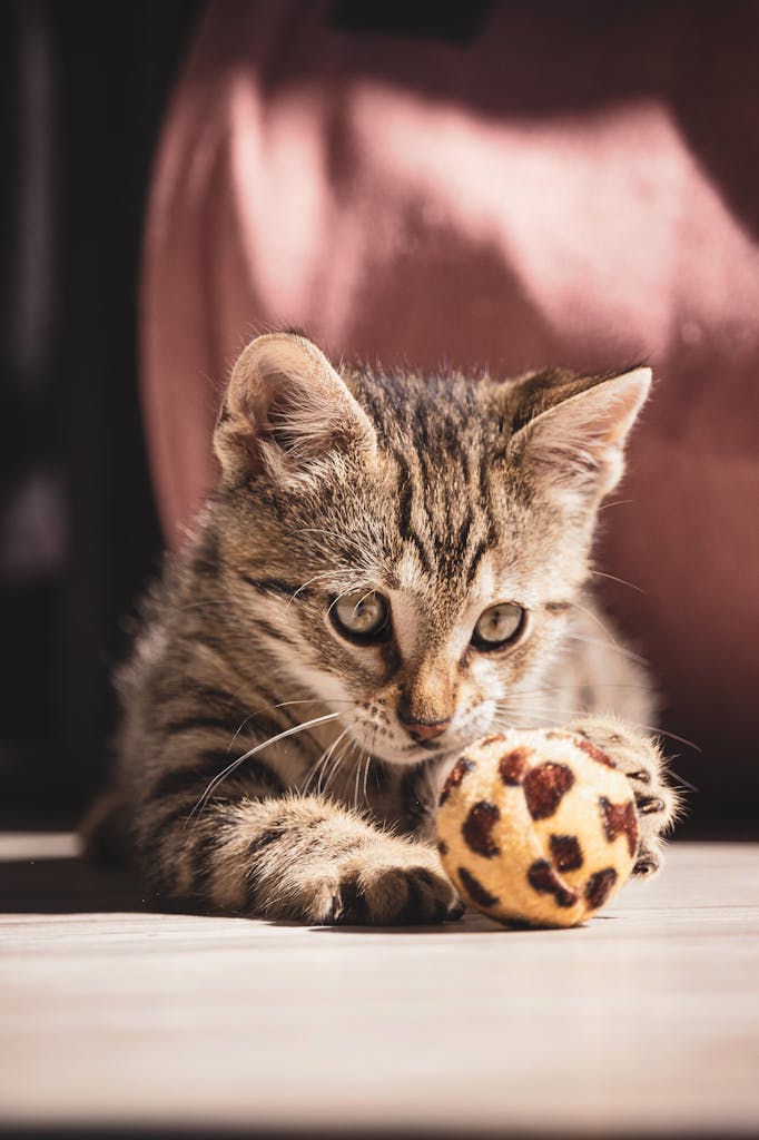 Charming tabby kitten intently playing with a spotted ball, captured in an indoor setting.
