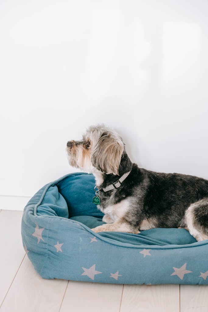 Side view of Morkie on dog bed placed on wooden floor near white wall