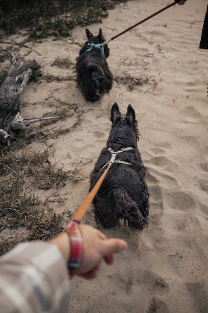 Two dogs on leashes walking on a sandy path, guided by a person's hand.